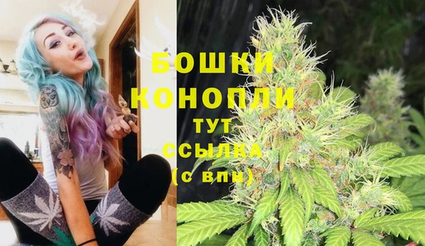 сатива Беломорск